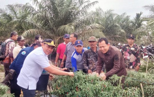 Gapoktan Bersama BUMDes Sungai Gelam Sukses Panen Raya Cabai